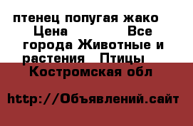 птенец попугая жако  › Цена ­ 60 000 - Все города Животные и растения » Птицы   . Костромская обл.